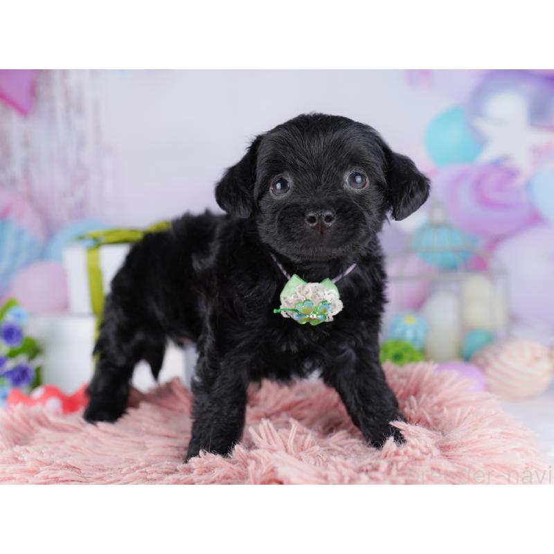 販売中の東京都のチワプー:チワワ×トイプードル-427030の4枚目