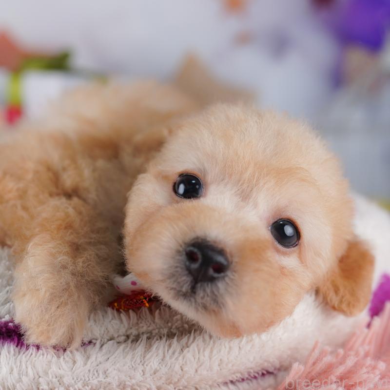 販売中の東京都のトイプードル-427028の10枚目