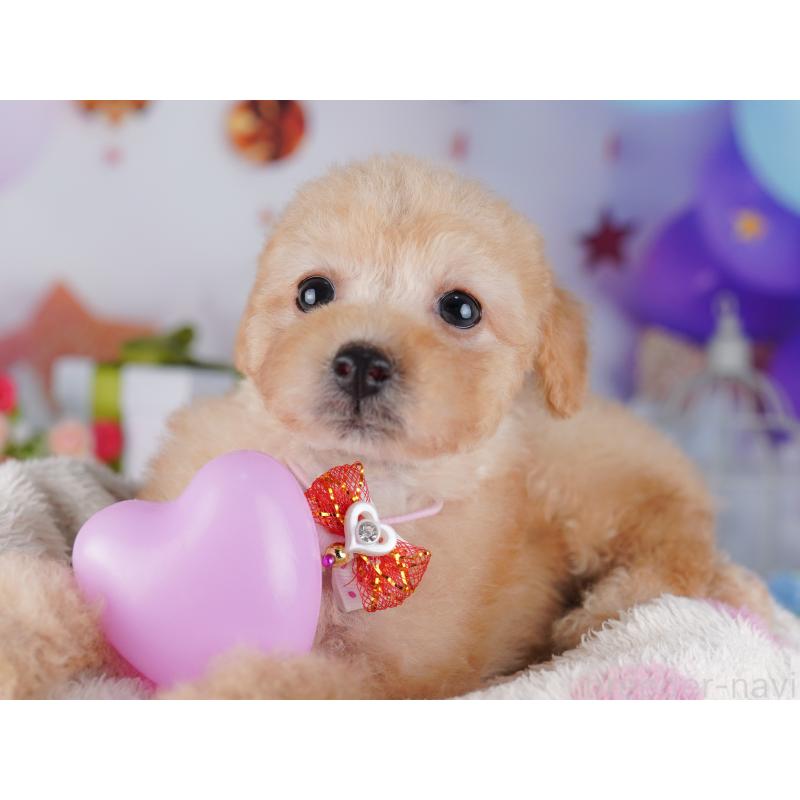 販売中の東京都のトイプードル-427028の9枚目