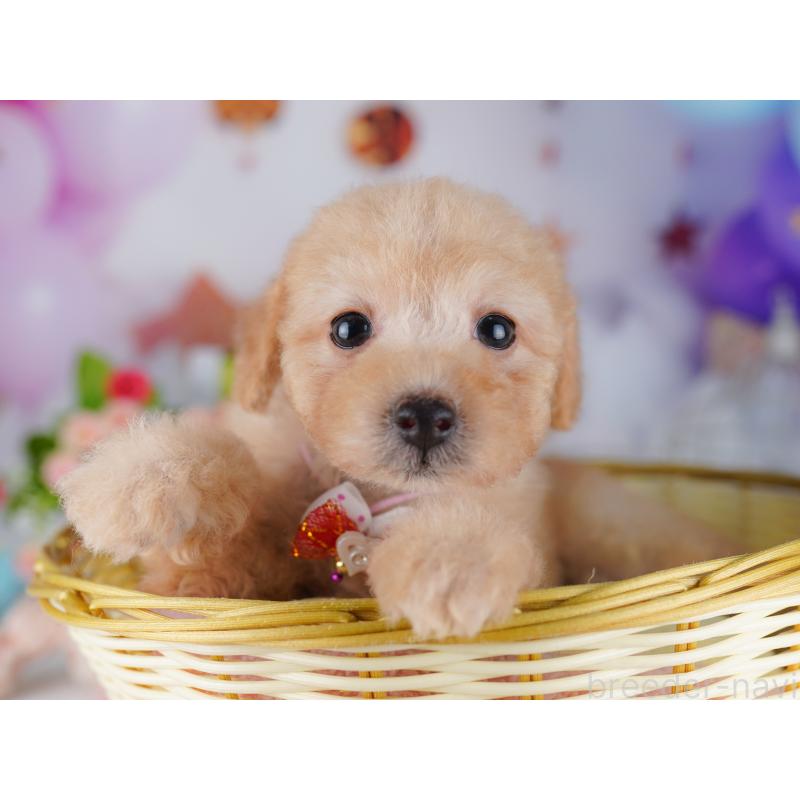 販売中の東京都のトイプードル-427028の8枚目