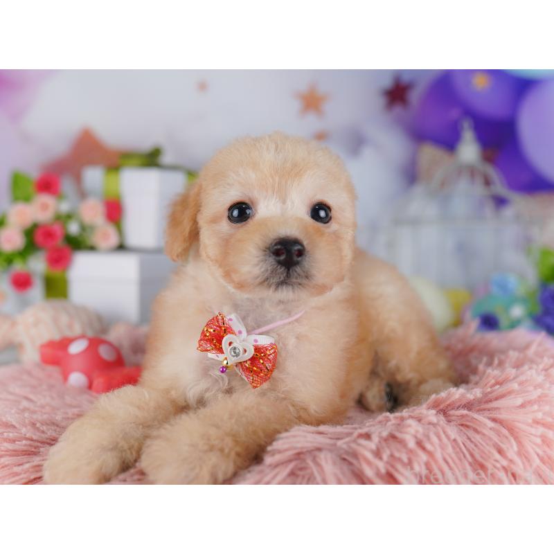 販売中の東京都のトイプードル-427028の7枚目