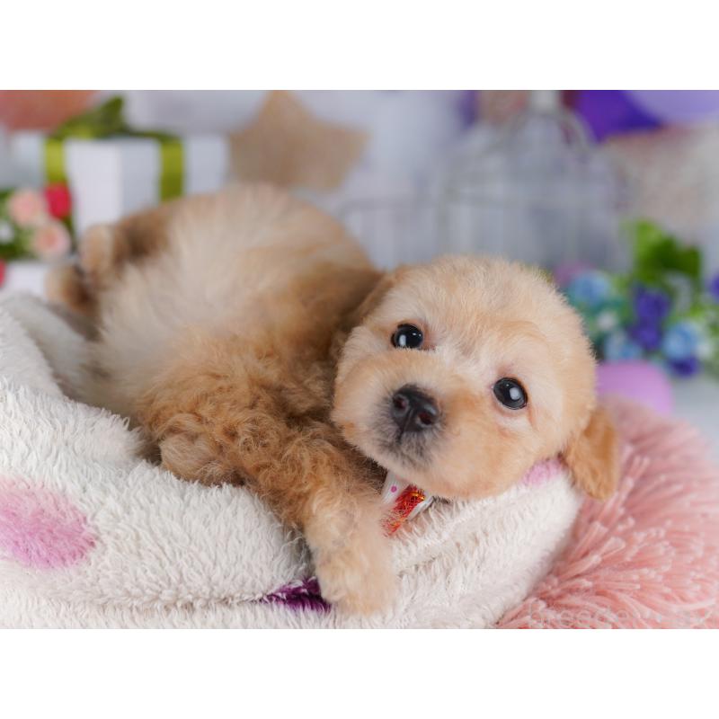 販売中の東京都のトイプードル-427028の6枚目