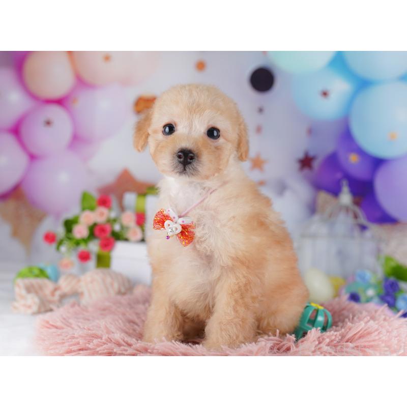 販売中の東京都のトイプードル-427028の5枚目