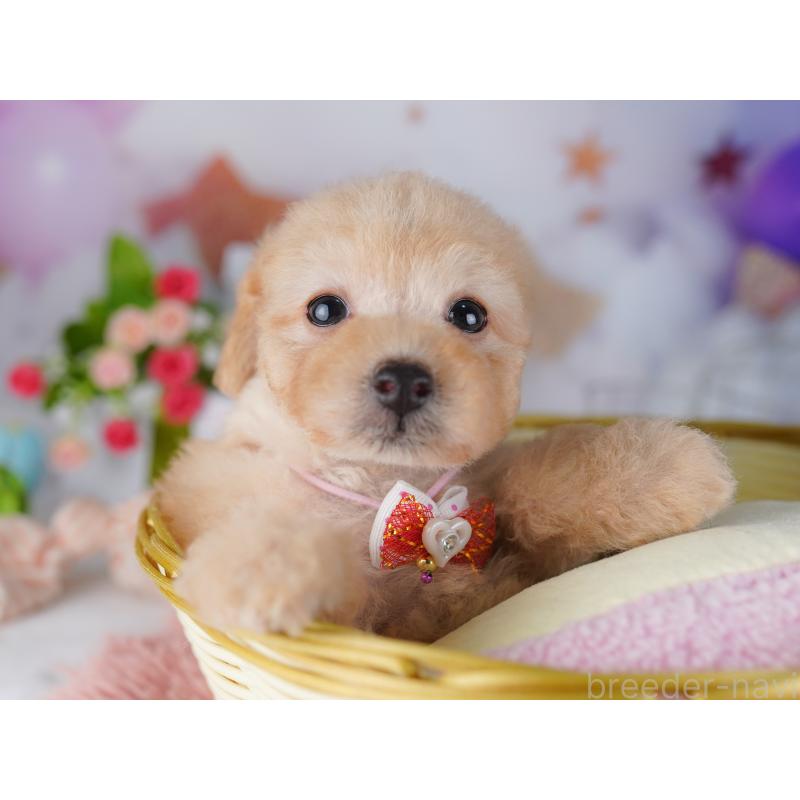 販売中の東京都のトイプードル-427028の4枚目