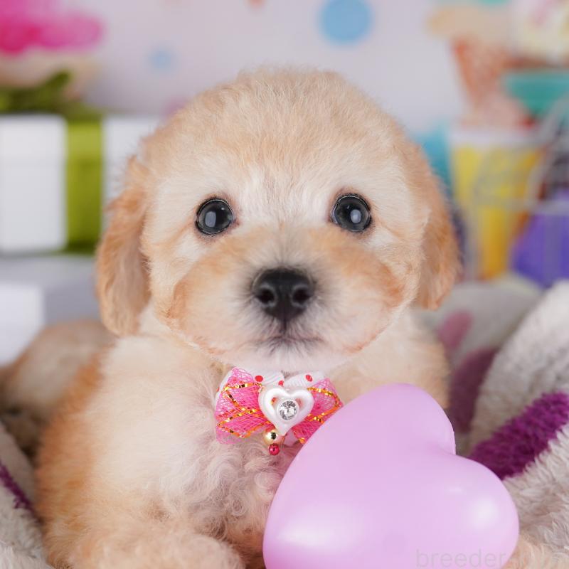 販売中の東京都のトイプードル-427025の10枚目