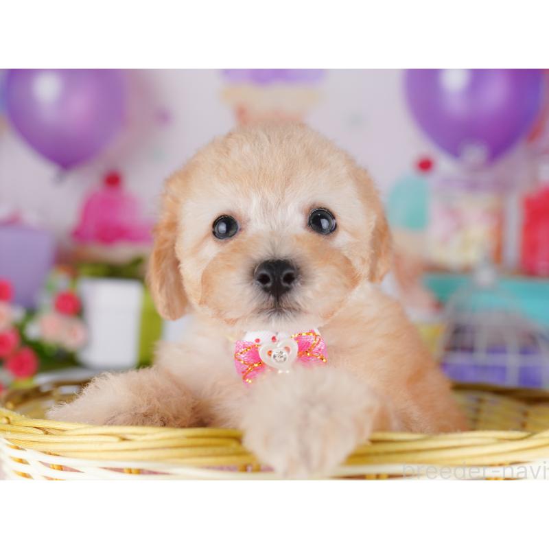 販売中の東京都のトイプードル-427025の9枚目