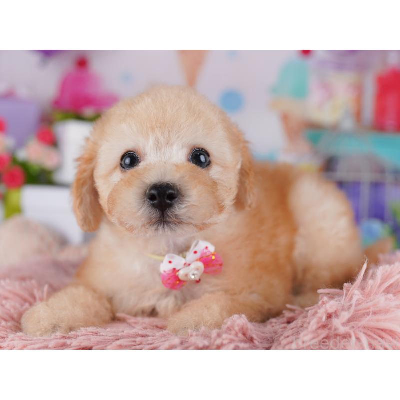 販売中の東京都のトイプードル-427025の8枚目