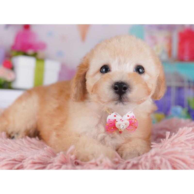 販売中の東京都のトイプードル-427025の7枚目