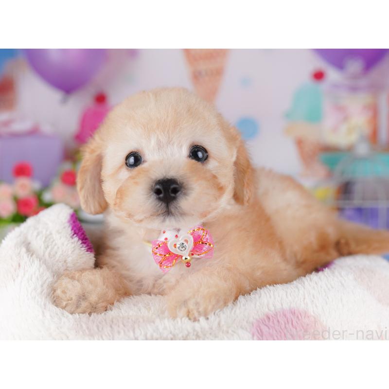 販売中の東京都のトイプードル-427025の6枚目