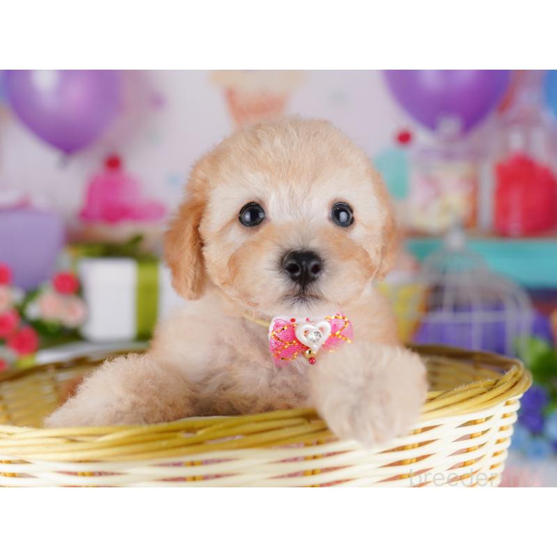 販売中の東京都のトイプードル-427025の4枚目