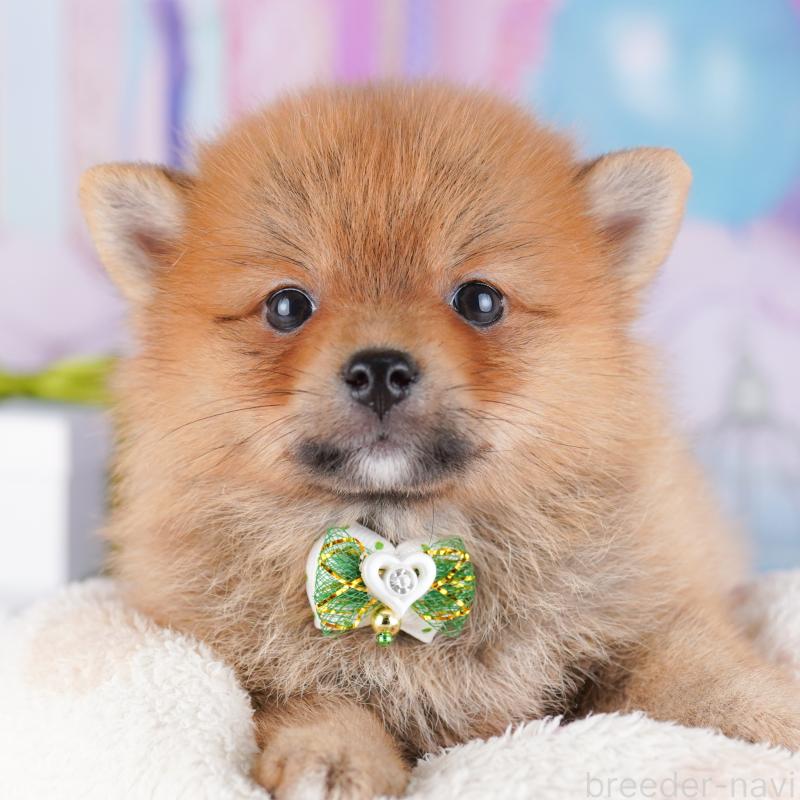 販売中ののミックス犬-427023