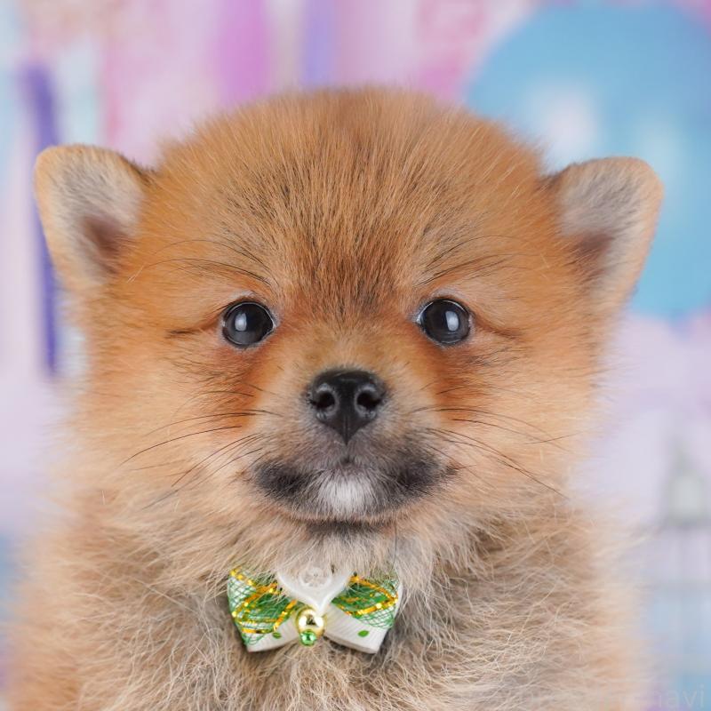 販売中の東京都のミックス犬-427023の10枚目