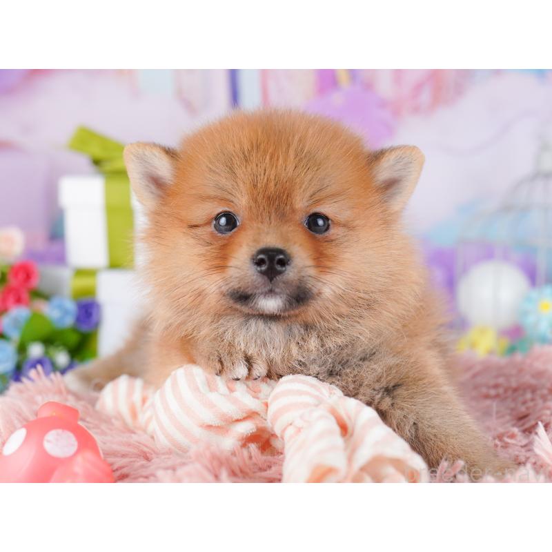 販売中の東京都のミックス犬-427023の9枚目