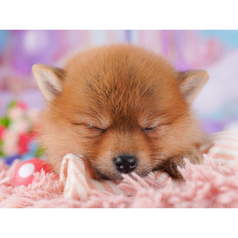 販売中の東京都のミックス犬-427023の8枚目