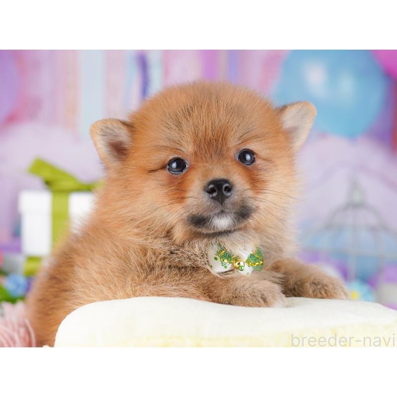 販売中の東京都のミックス犬-427023の7枚目