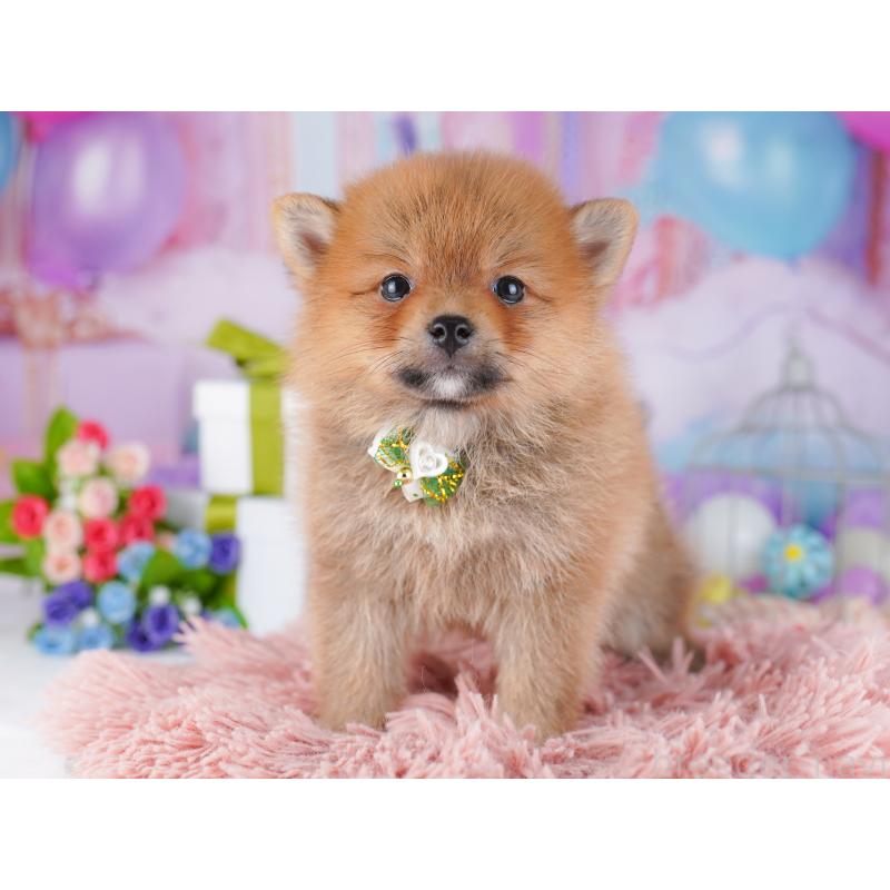 販売中の東京都のミックス犬-427023の6枚目