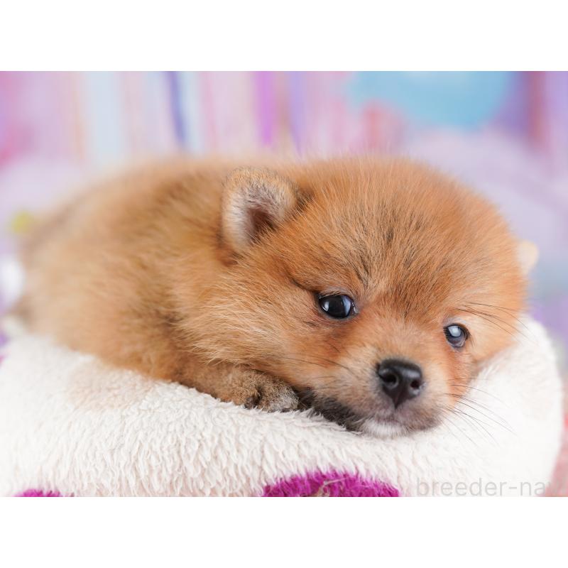 販売中の東京都のミックス犬-427023の5枚目