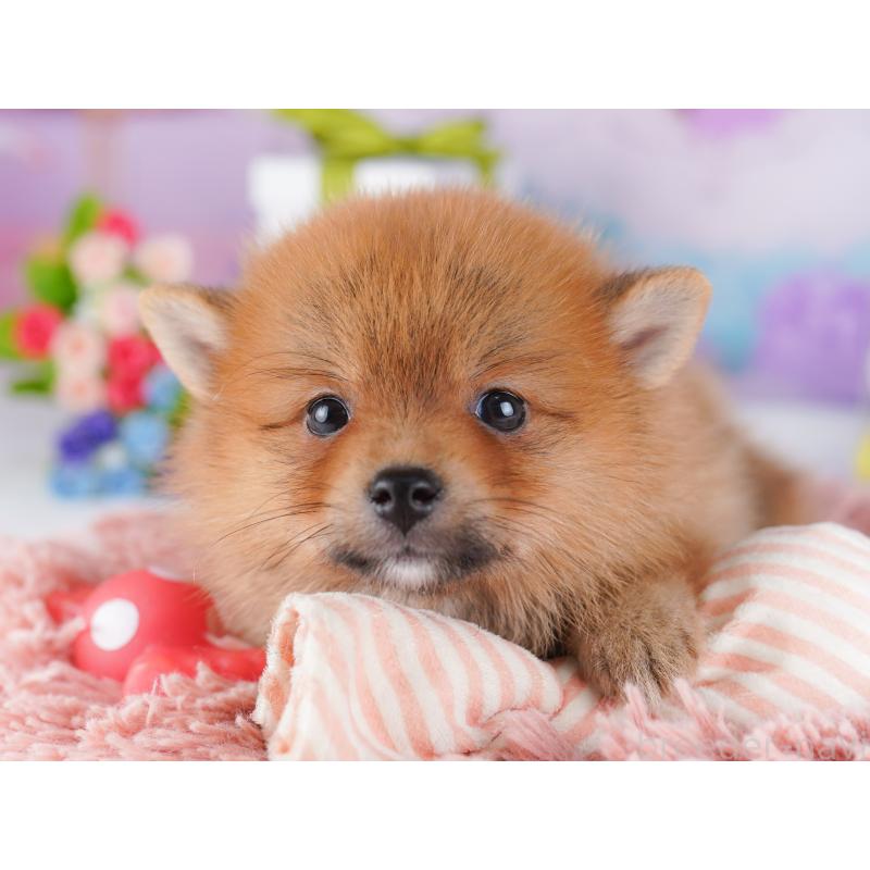 販売中の東京都のミックス犬-427023の4枚目