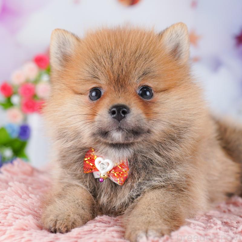 販売中の東京都のミックス犬-427032