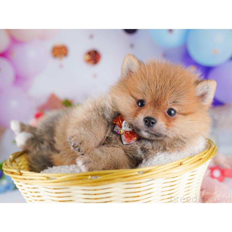 販売中の東京都のミックス犬-427032の9枚目