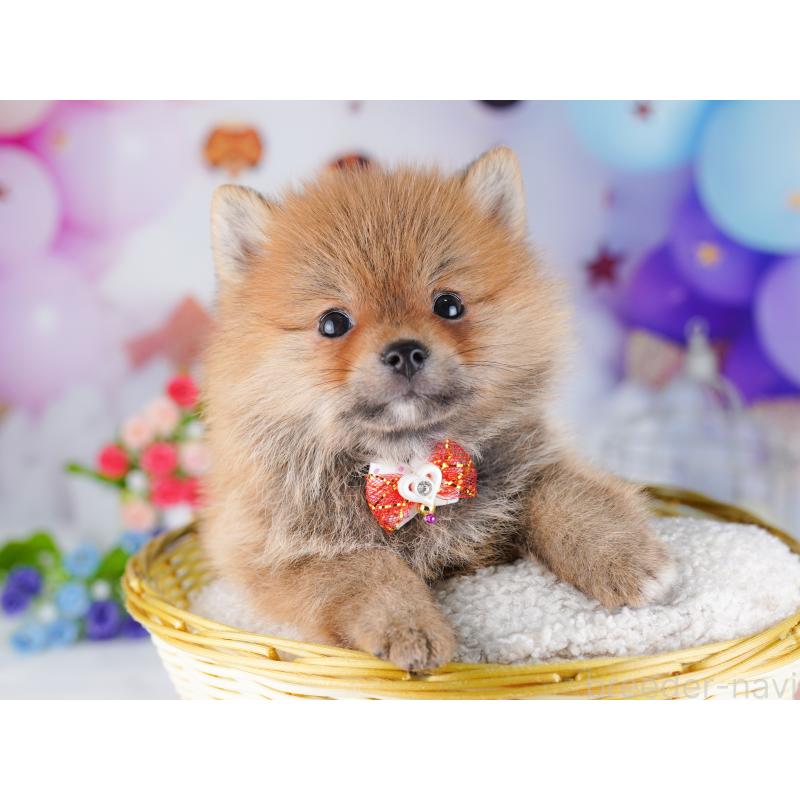 販売中の東京都のミックス犬-427032の8枚目