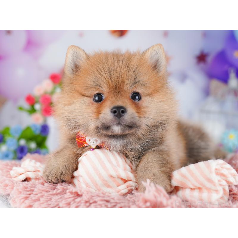 販売中の東京都のミックス犬-427032の7枚目