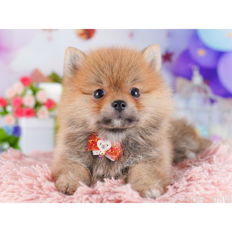 販売中の東京都のミックス犬-427032の6枚目