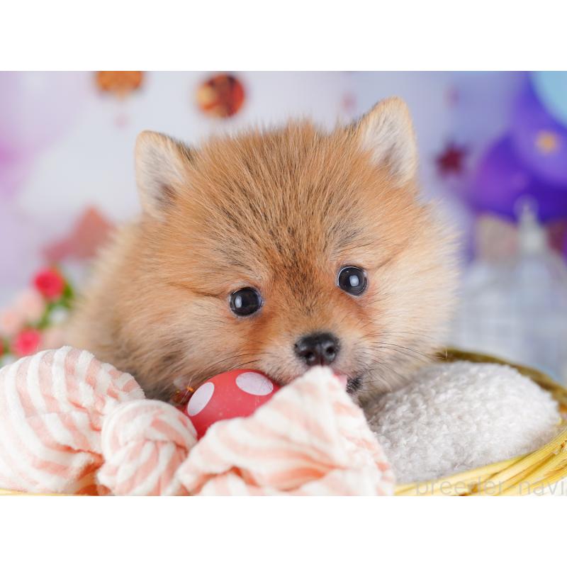 販売中の東京都のミックス犬-427032の5枚目