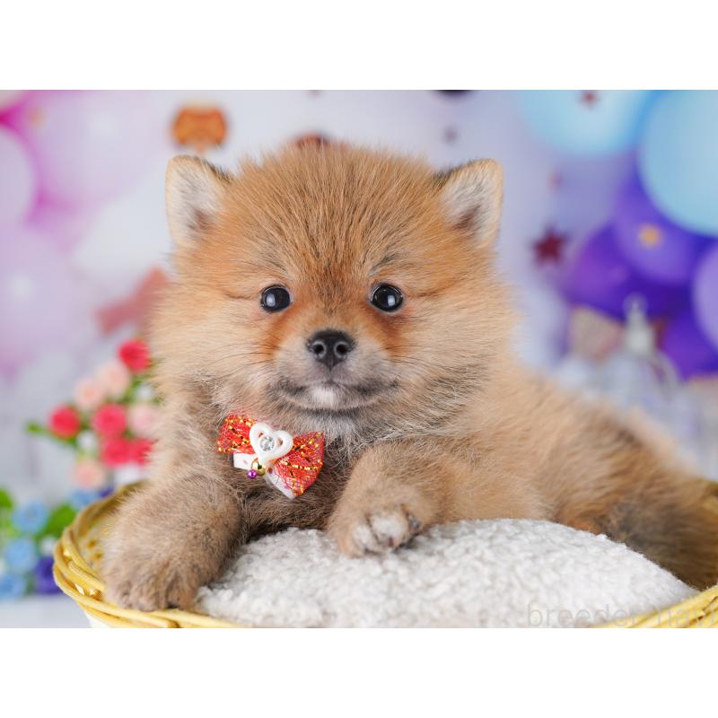 販売中の東京都のミックス犬-427032の4枚目