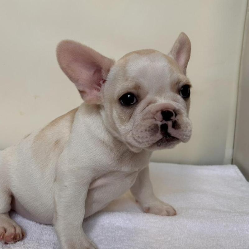 販売中の東京都のフレンチブルドッグ-420070