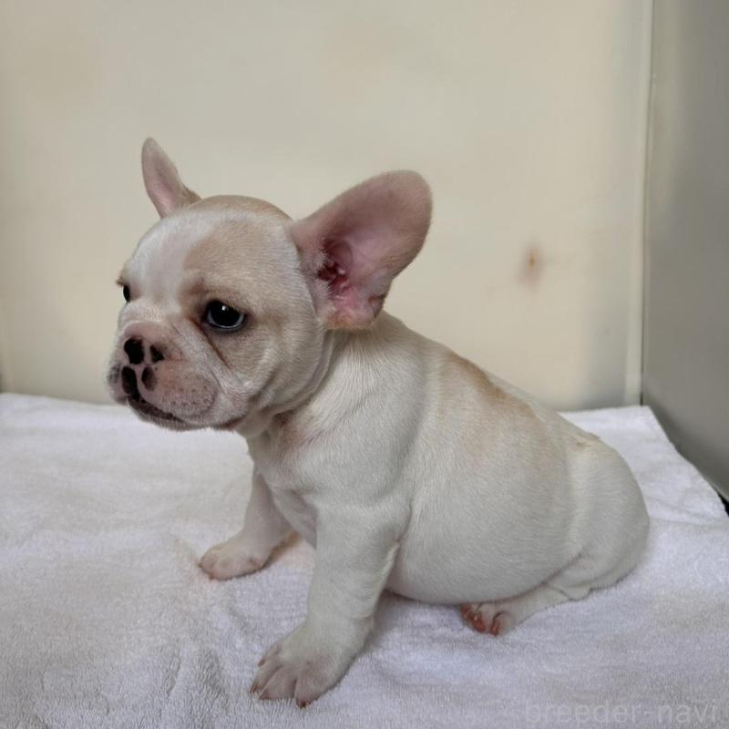 販売中の東京都のフレンチブルドッグ-420070の15枚目