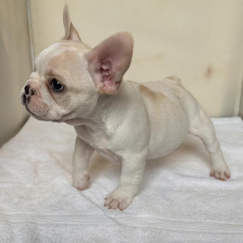 販売中の東京都のフレンチブルドッグ-420070の14枚目