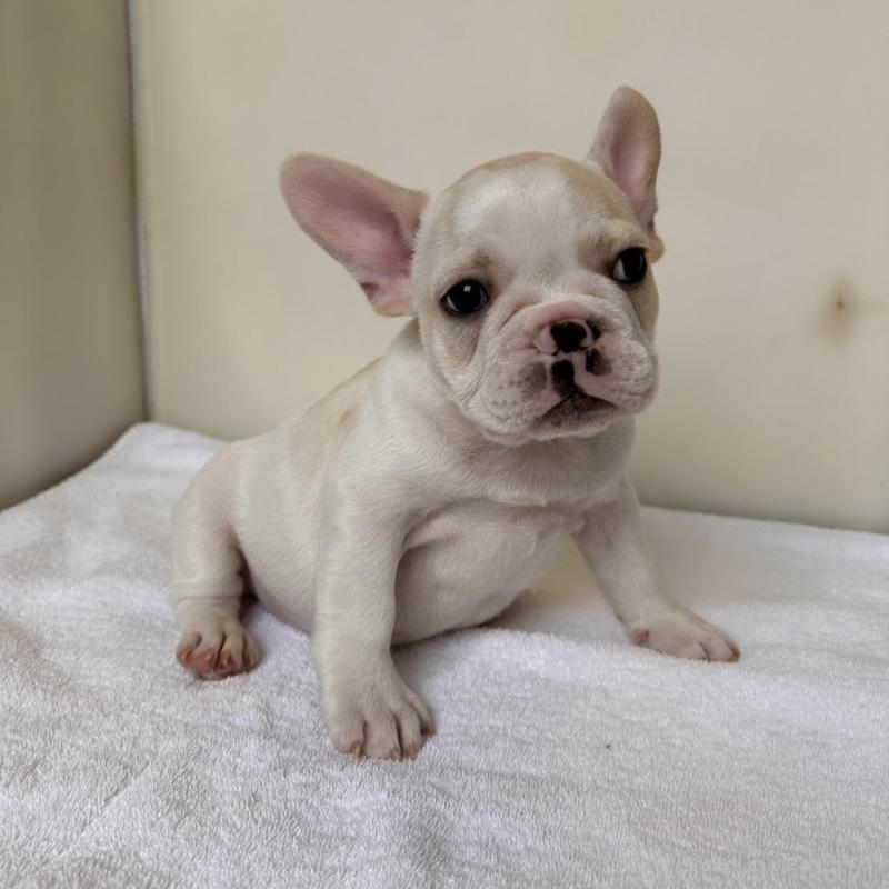 販売中の東京都のフレンチブルドッグ-420070の13枚目