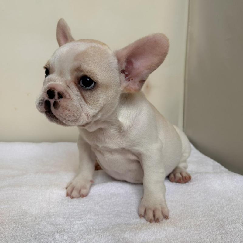 販売中の東京都のフレンチブルドッグ-420070の12枚目