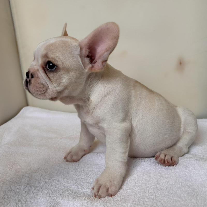 販売中の東京都のフレンチブルドッグ-420070の11枚目