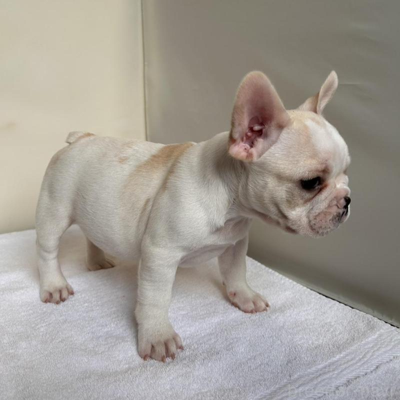 販売中の東京都のフレンチブルドッグ-420070の10枚目