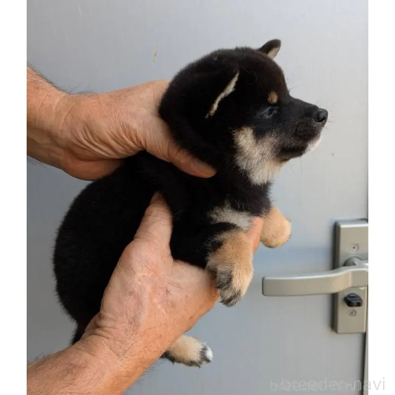 販売中の福岡県の豆柴-425538の3枚目