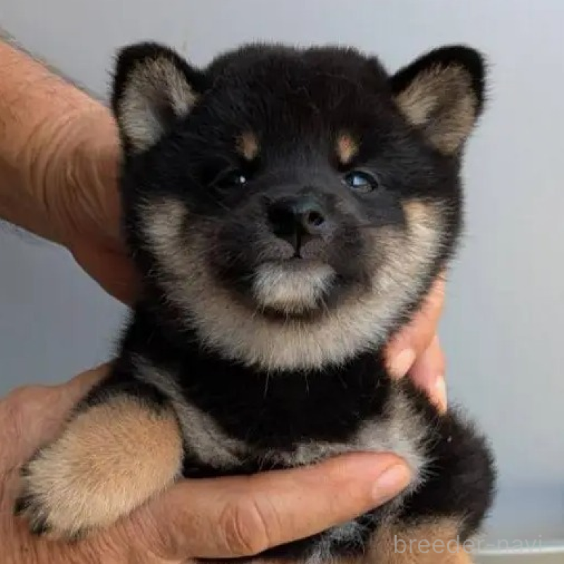 販売中の福岡県の豆柴-425538