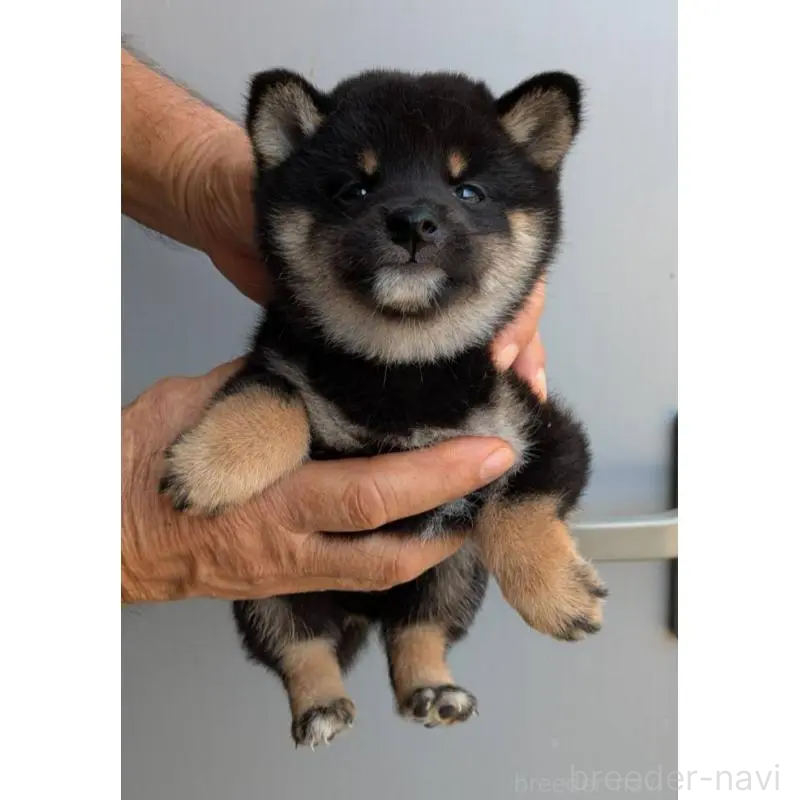 販売中の福岡県の豆柴-425538の2枚目