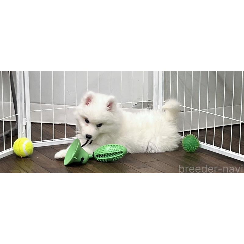 成約済の東京都のサモエド-424879の5枚目