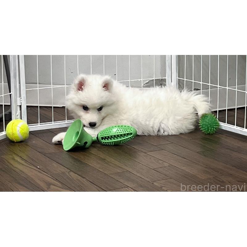 成約済の東京都のサモエド-424879の4枚目