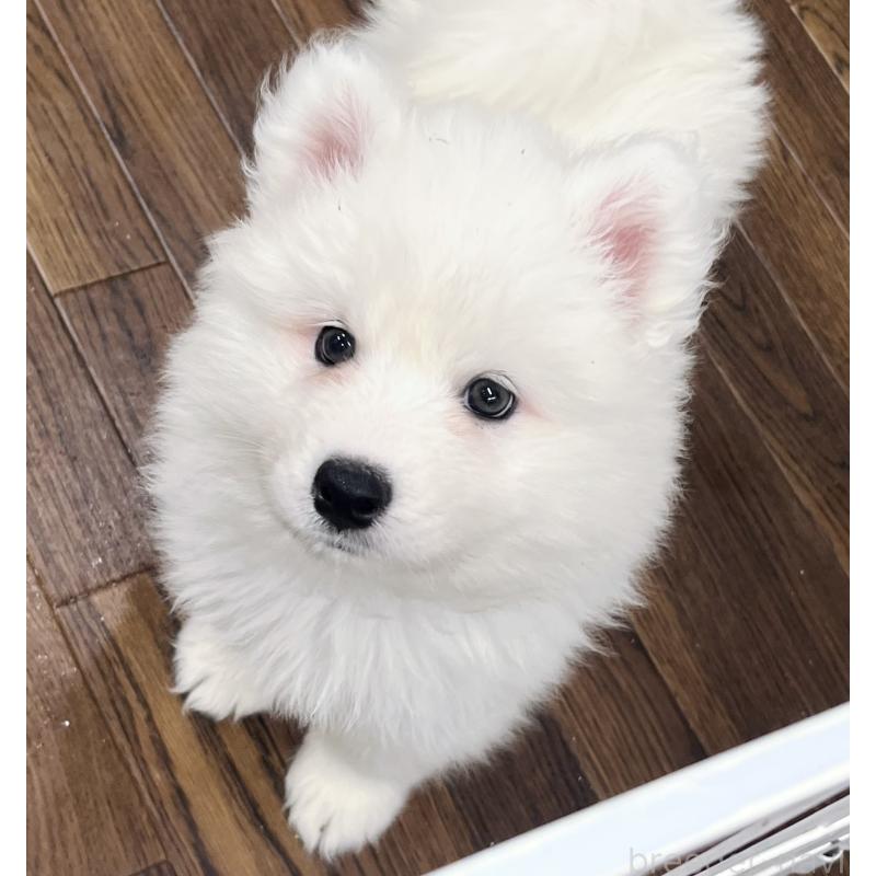 販売中の東京都のサモエド-424879