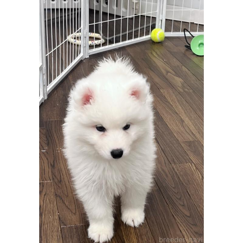 成約済の東京都のサモエド-424879の3枚目