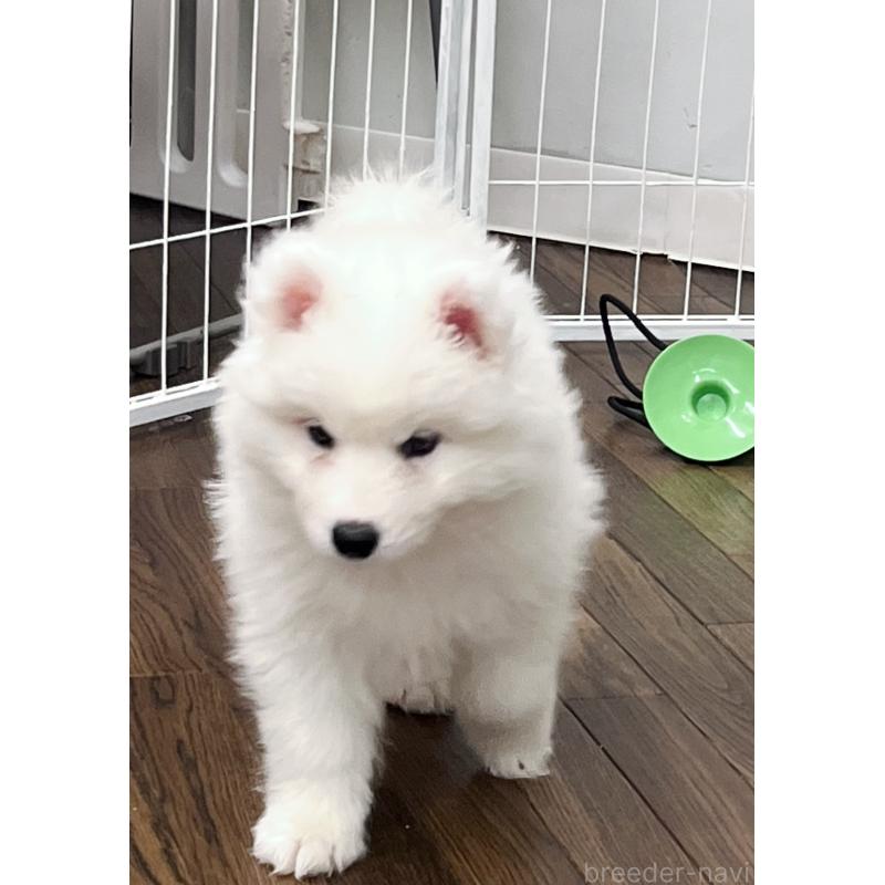 成約済の東京都のサモエド-424879の2枚目