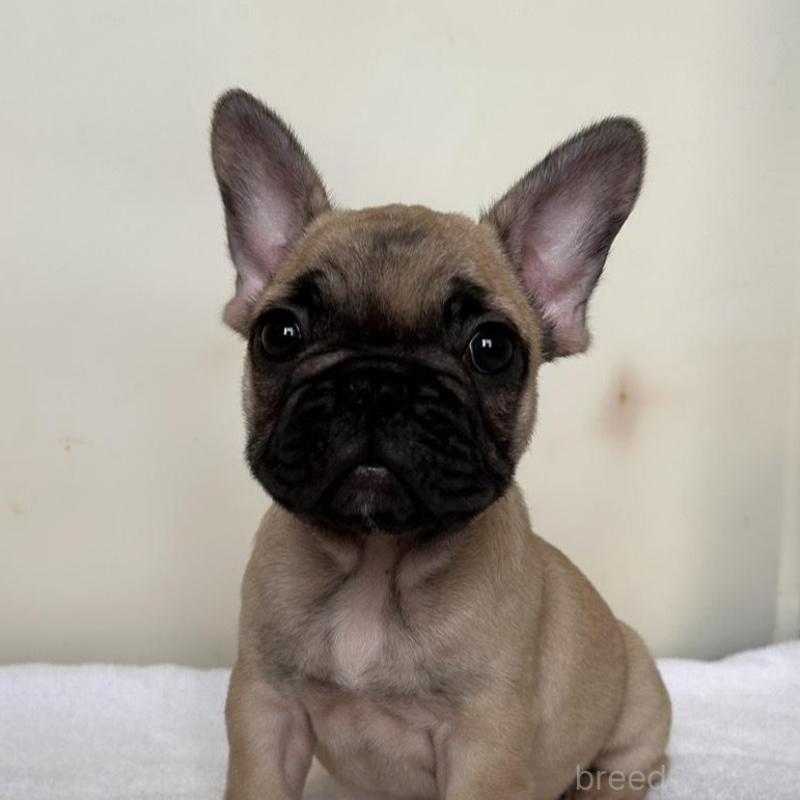 成約済の東京都のフレンチブルドッグ-420075の1枚目