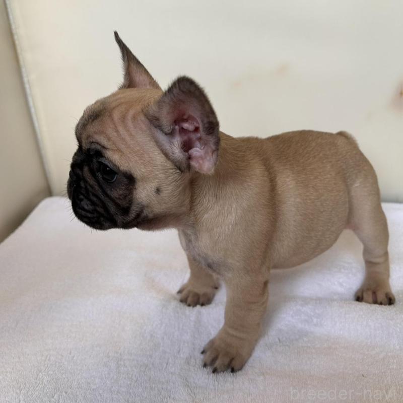 成約済の東京都のフレンチブルドッグ-420075の8枚目