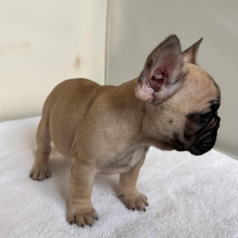 成約済の東京都のフレンチブルドッグ-420075の7枚目