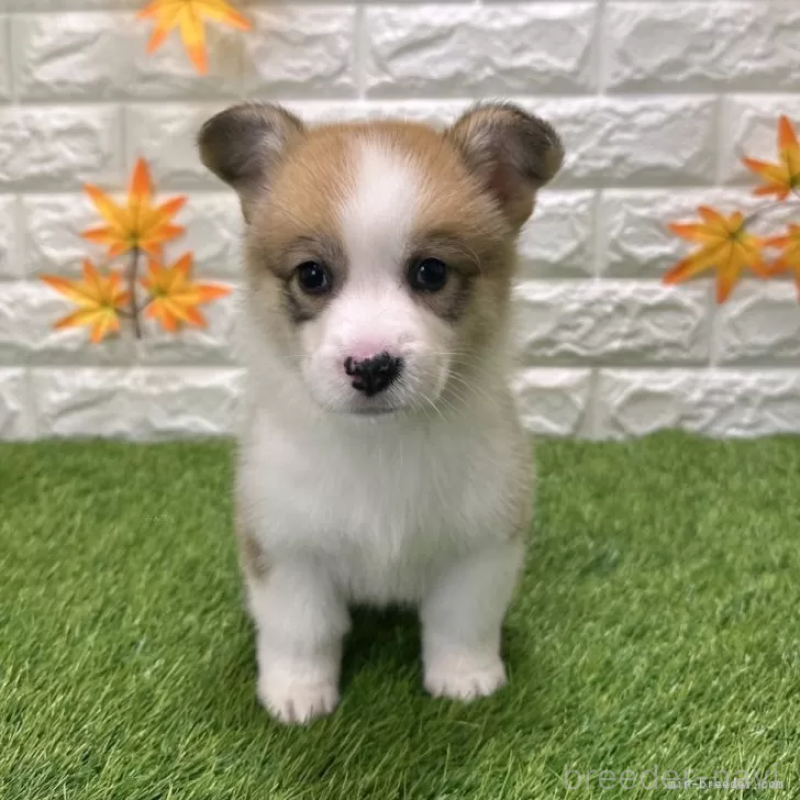 販売中の愛知県のウェルシュコーギーペンブローク-423513