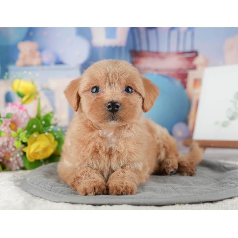 販売中の神奈川県のマルプー:マルチーズ×トイプードル-425960の16枚目