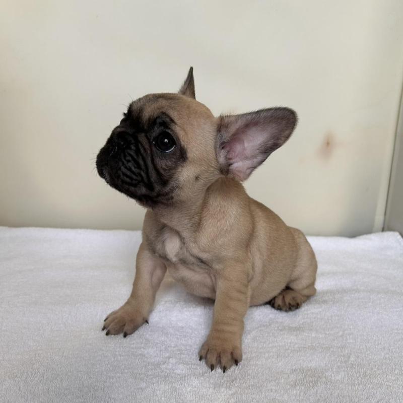 成約済の東京都のフレンチブルドッグ-420075の6枚目